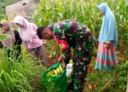 Babinsa Cilodong Dukung Ketahanan Pangan dengan Panen Jagung Bersama Kelompok Tani Caraka Berkah