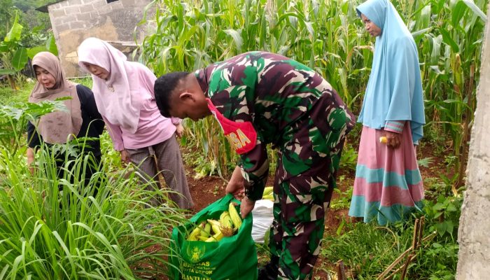 Babinsa Cilodong Dukung Ketahanan Pangan dengan Panen Jagung Bersama Kelompok Tani Caraka Berkah